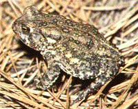 Houston Toad