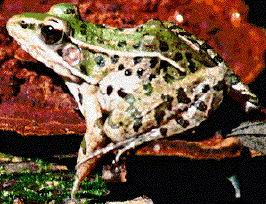 Southern Leopard Frog